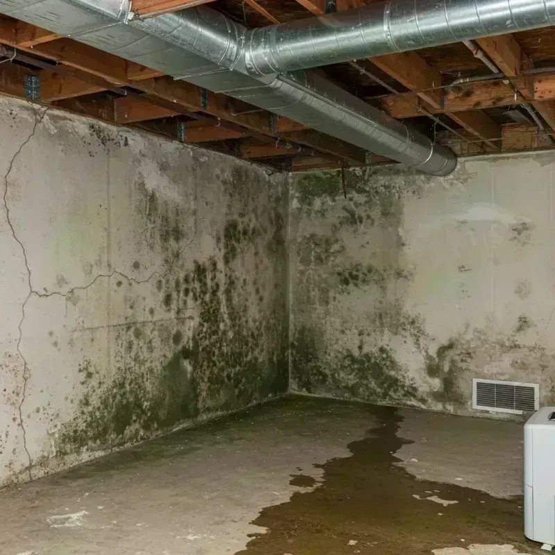 Professional Mold Removal in Kennebunkport, ME